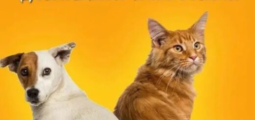 30 ноября праздник домашних животных