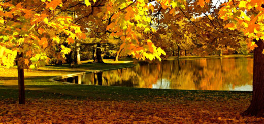 золотая осень 2024