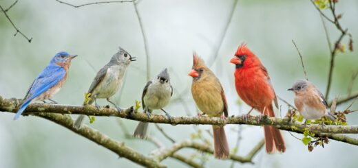 птицы картинки 2024