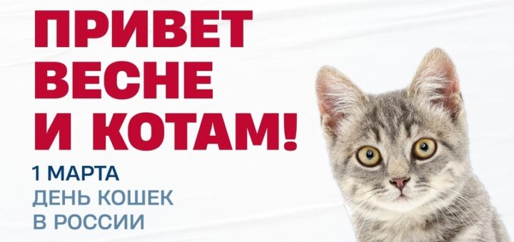 день кошек 2025