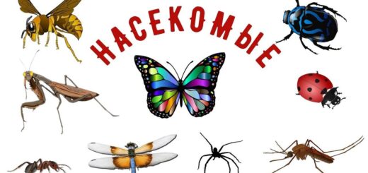 викторина про насекомых