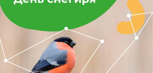 День снегиря 2026