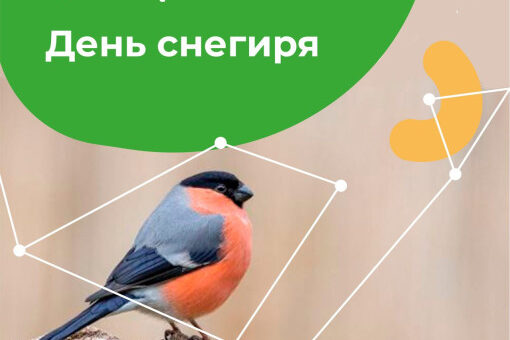 День снегиря 2026